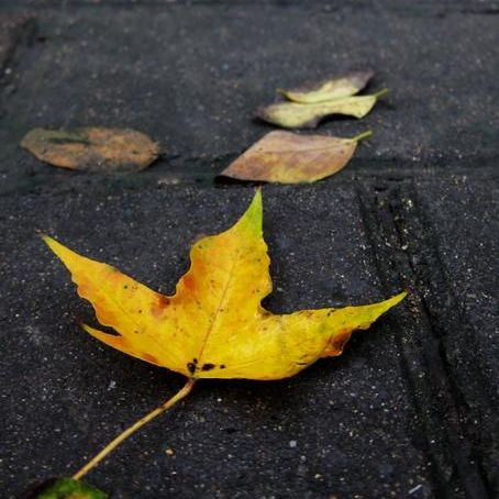 一片叶子的旅程