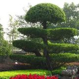 立夏园艺园