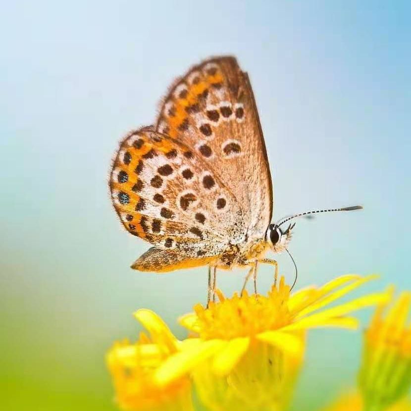 珠宝鉴定师蝴蝶