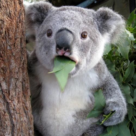 动物世界科普菌