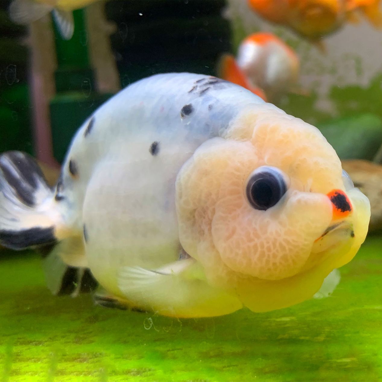 文艺北漂的养鱼生活