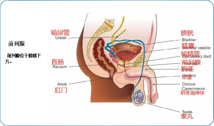 前尿道解剖图图片