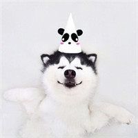 大爱宠物猫狗控