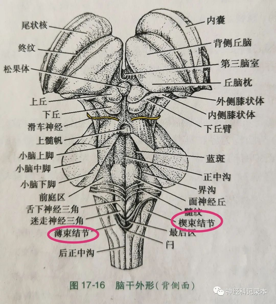 延髓腹侧面图片