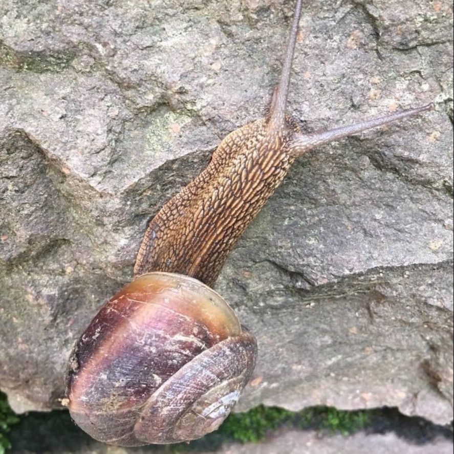 来自漠北的苍狼