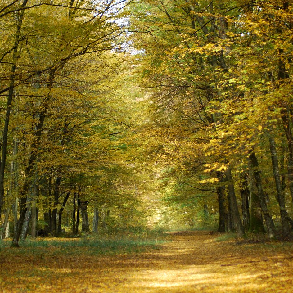 爱在晚秋依然隽永