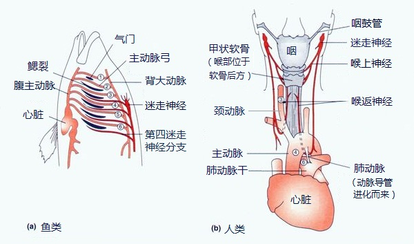 但是我们的喉返神经却是先从脑干直通心脏,再绕过主动脉折回到咽喉的