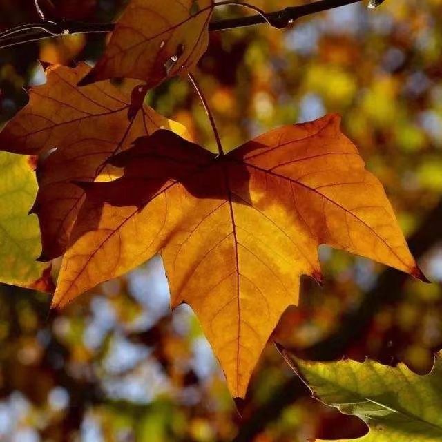 爱温暖的悬铃木