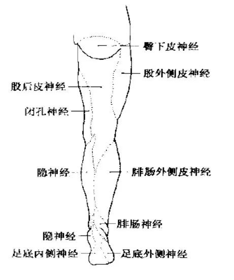 神经系统体表定位标准