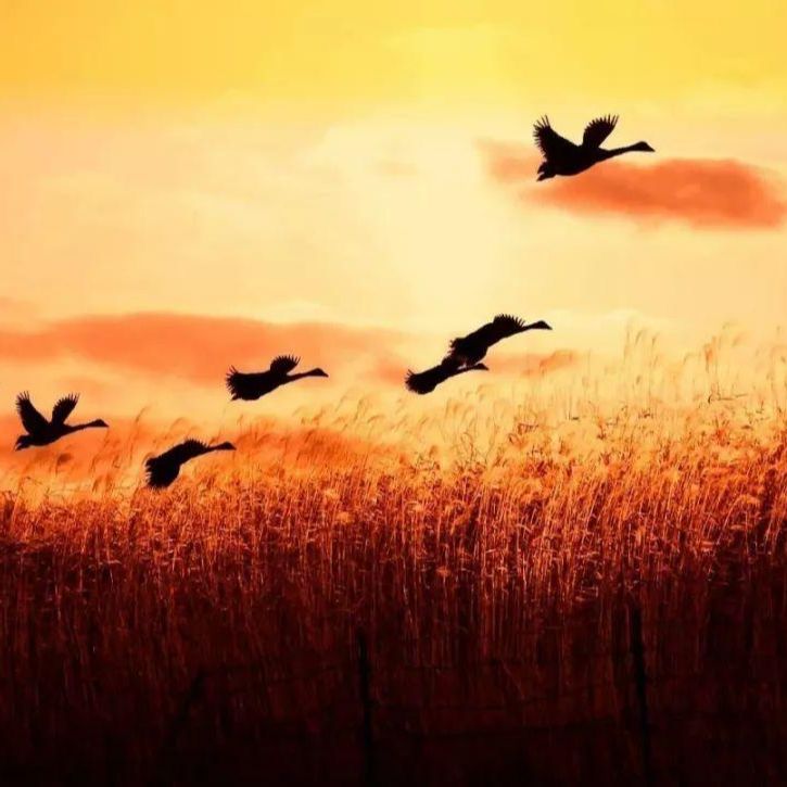 秋鸿来信春梦无痕