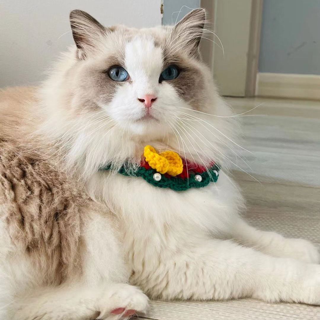 猪娣儿是一只猫