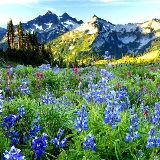 清风正气不染尘