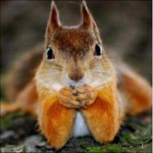 萌宠园世界的传奇