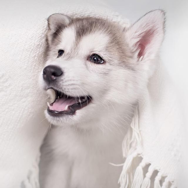 爱情巨轮说沉就沉