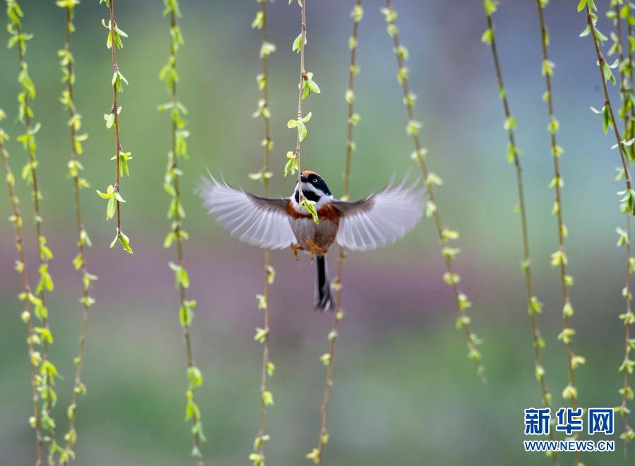春光无限 缤纷如画(图3) 春光无限 缤纷如画(图3)