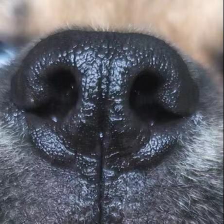 z猎口张