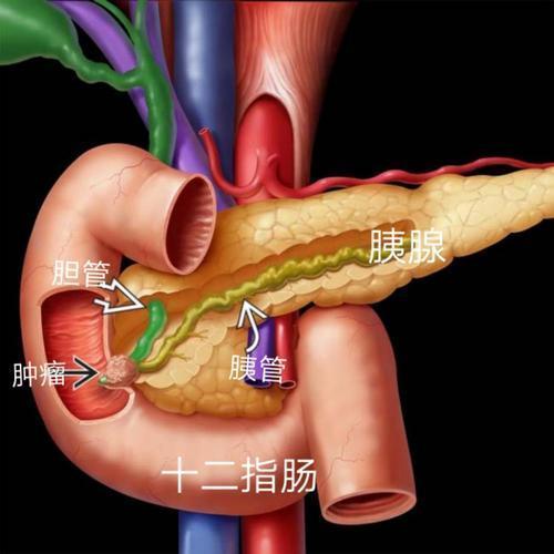 胆囊和胃的连接图图片