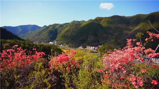 富阳代表花图片