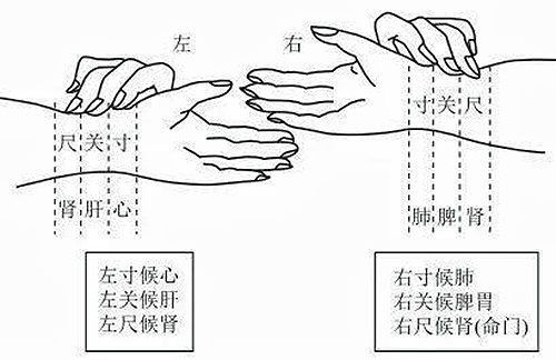 弦脉图解图片