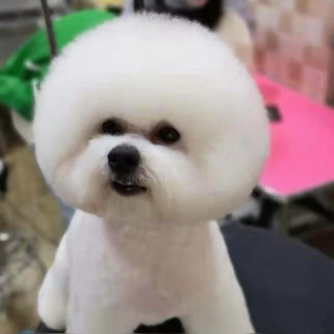 美妞与果果