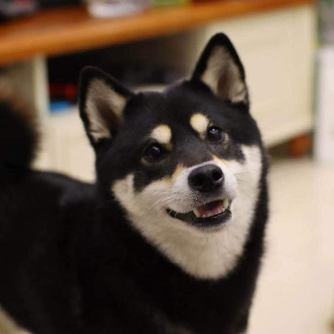 艾路艾鲁