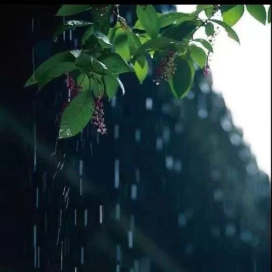 雨花来袭