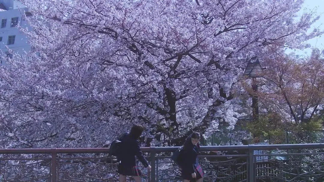 樱花盛开电影图片