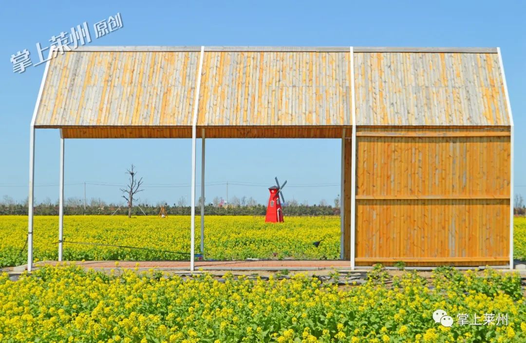 朱旺村油菜花图片