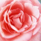 带不走亲密爱人