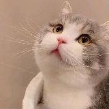 一只圆乎乎的小土豆