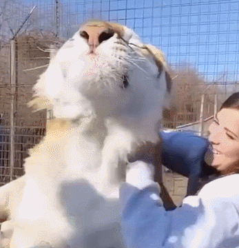 04隔空踩奶,你想不想被猫爪握手?03小奶猫在猫妈妈面前也爱竖尾巴.