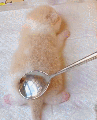 奶猫小布丁,不夸张的说,甜品大师提供免费麻袋!