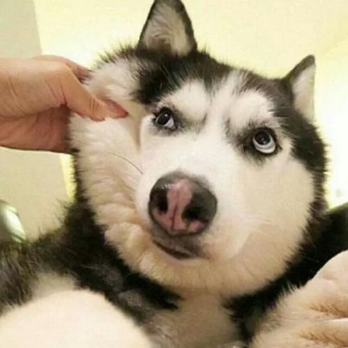 江湖有鱼