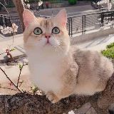 矮脚女王殿下