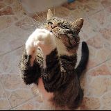 巨小萌科学养猫