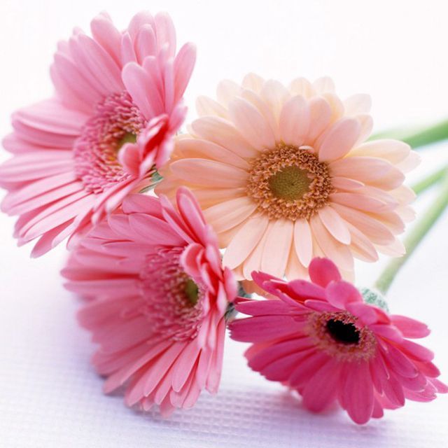 心理咨询师曹春霞