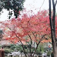 水中倒影岸上花