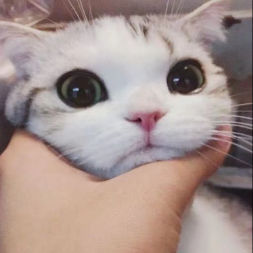 香香软软的小泡芙