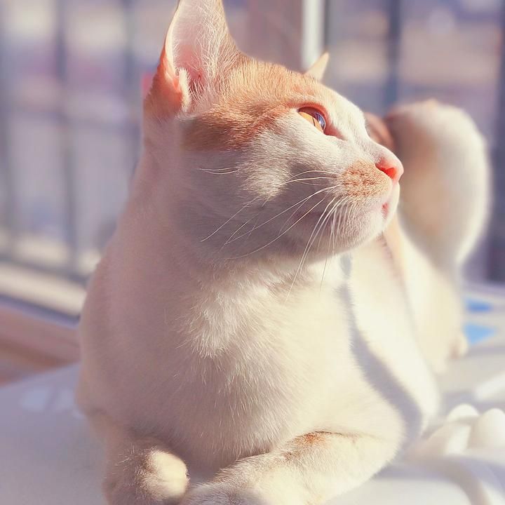 不吃鱼的段子喵