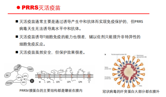 猪蓝耳病解剖图图片