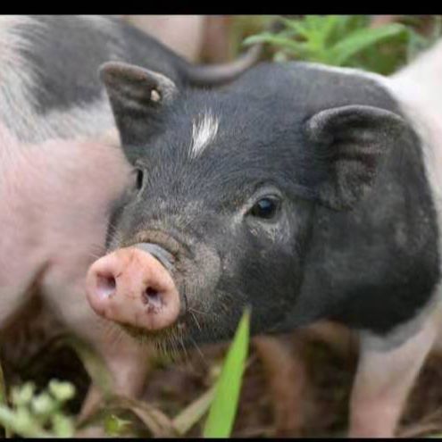 一只不平凡的猪哼哼