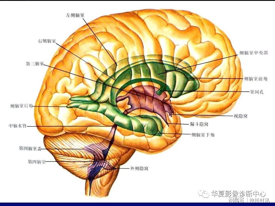 头颅分布解剖图图片