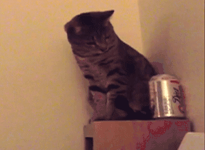 刷新三观公猫跟公猫也会有爱的啪啪啪