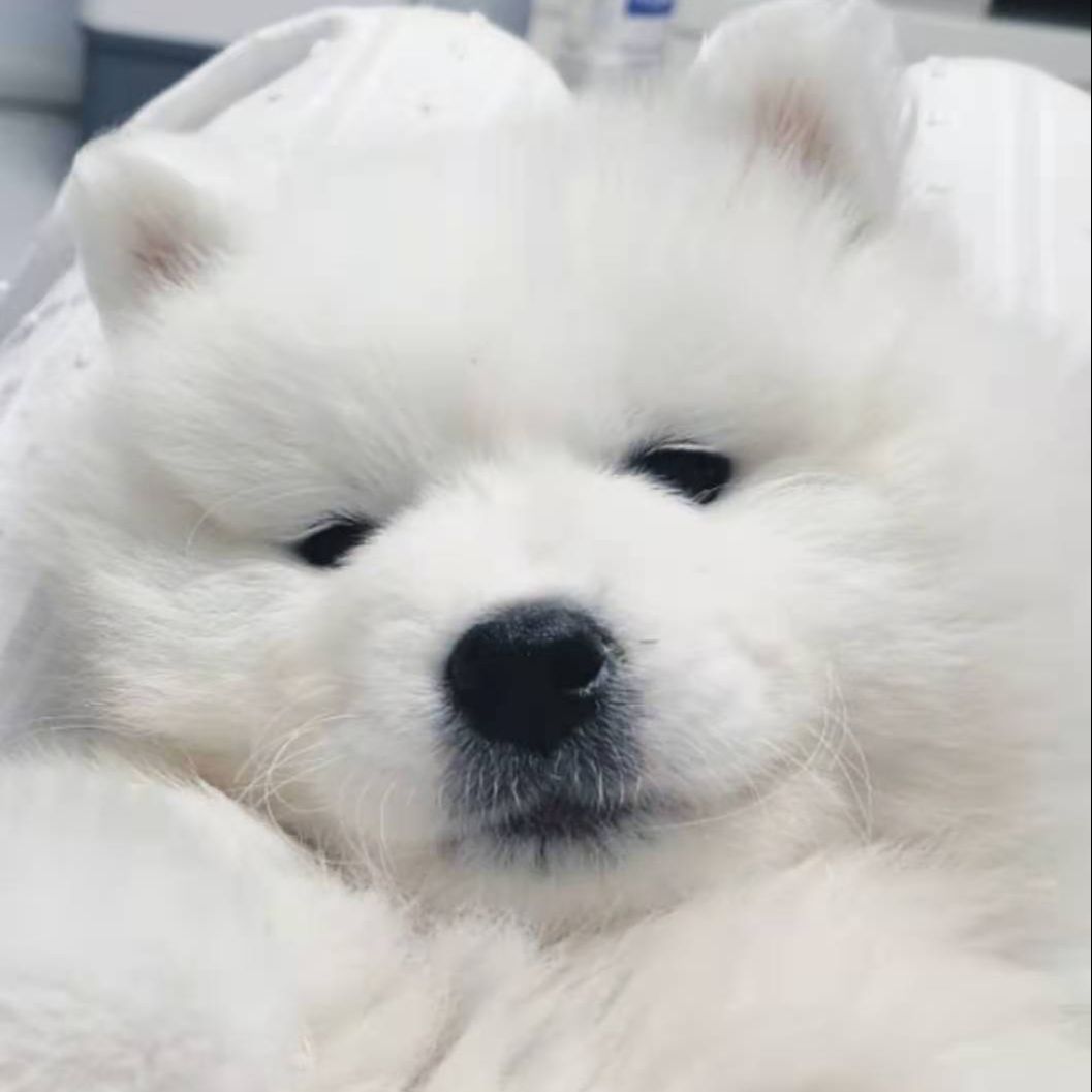团子看奇闻