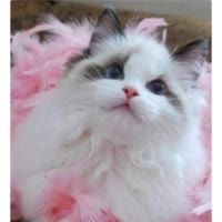 万千宠爱宠物猫舍