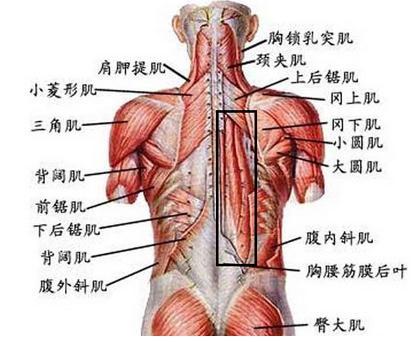 居家也能练好背部肌肉