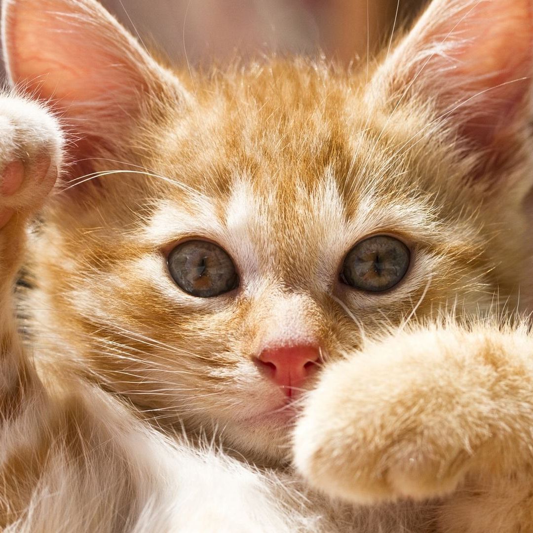 一直把减肥挂嘴边