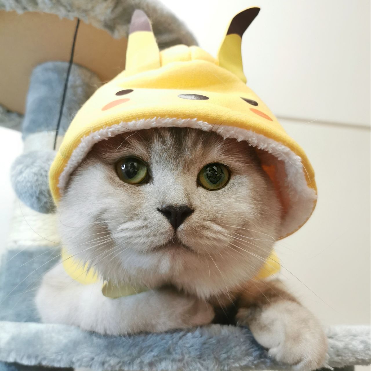 十八的萌喵日记