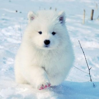 不想起名字的奥利奥