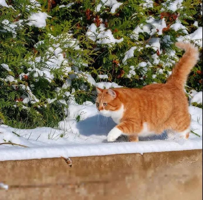 战斗民族的大橘猫就是不一样,整天在雪地里游玩